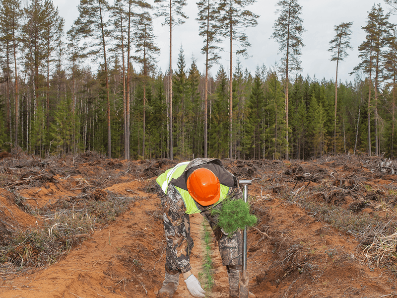 Man planting trees