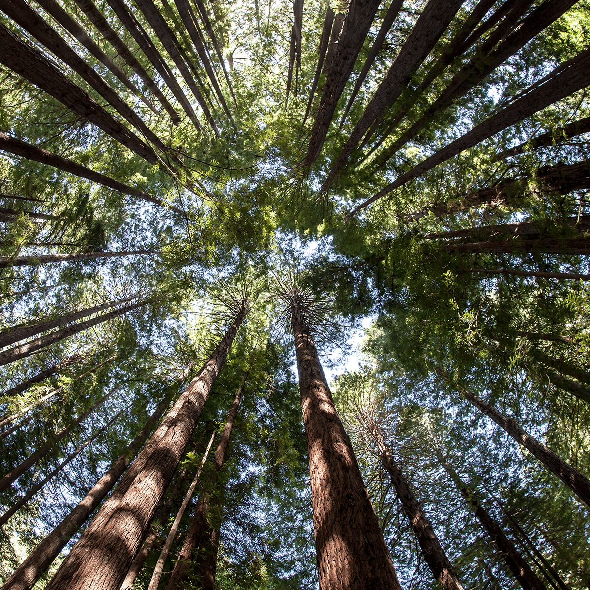 Man surveying trees